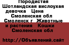 Породистая Шотландская вислоухая девочка › Цена ­ 3 000 - Смоленская обл., Смоленск г. Животные и растения » Кошки   . Смоленская обл.